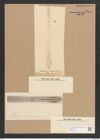Amphipleura weissflogii (de-Toni-Nr.: Genus 10, Species 988) Zeichnungen Sammlung Grunow Nr. 1866 (NHMW-BOT-W0368817)